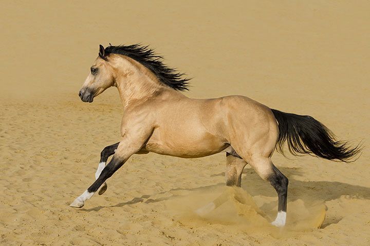 American Quarter Horse