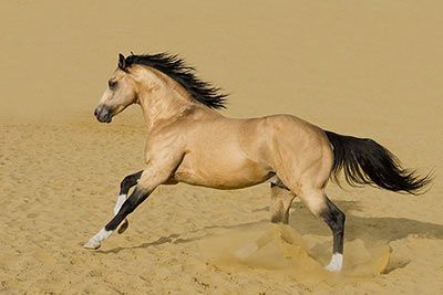 Quarter Horse