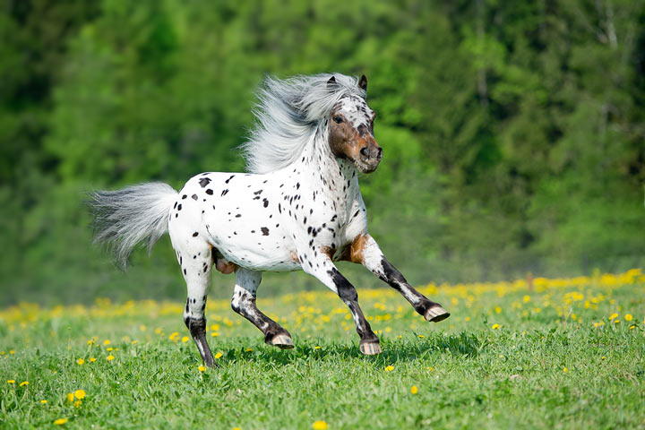 Appaloosa