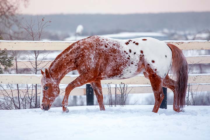 Appaloosa