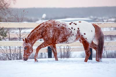 Appaloosa