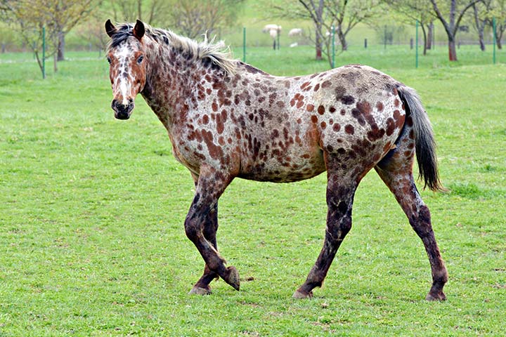 Appaloosa