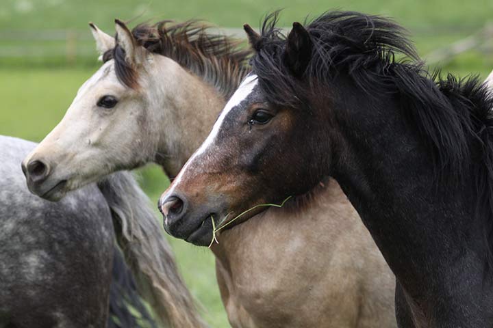 Connemara-Hengst