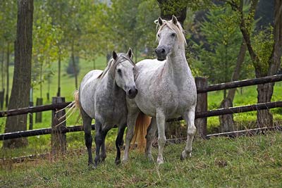 Connemara-Pony