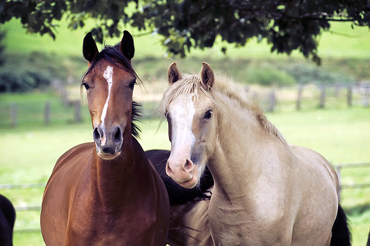 Deutsches Reitpony