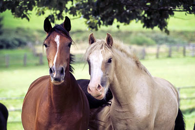 Deutsches Reitpony