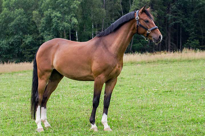 Deutsches Reitpony