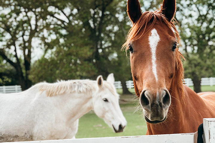 Deutsches Reitpony