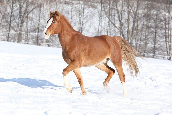 Deutsches Reitpony