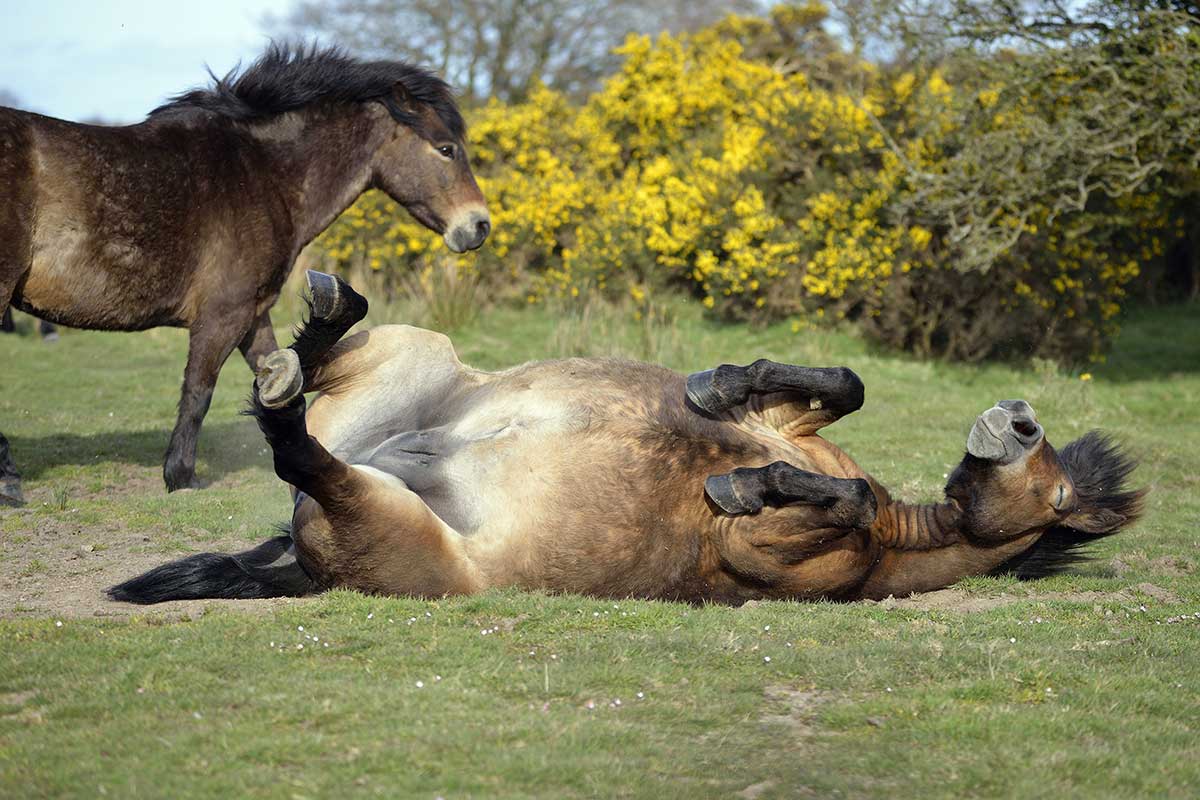 Exmoor-Pony