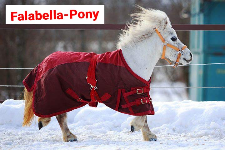Falabella-Pony