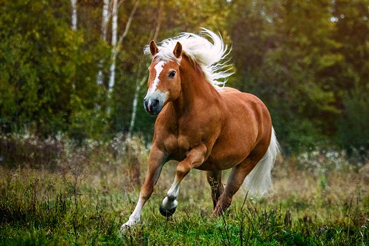 Haflinger