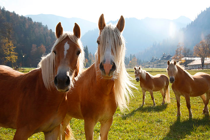 Haflinger