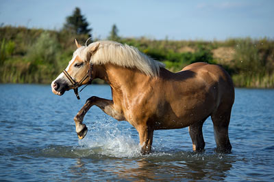 Haflinger