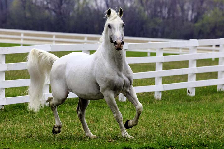 Lipizzaner-Hengst