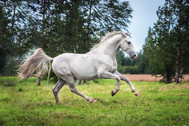 Lipizzaner