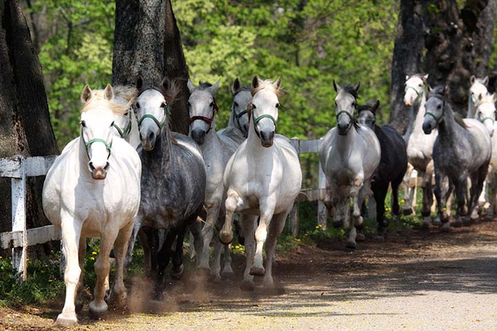 Lipizzaner