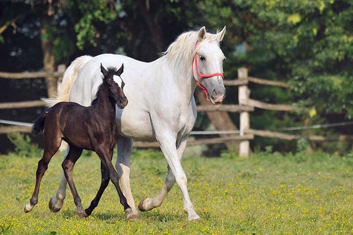 Lipizzaner-Stute mit Fohlen