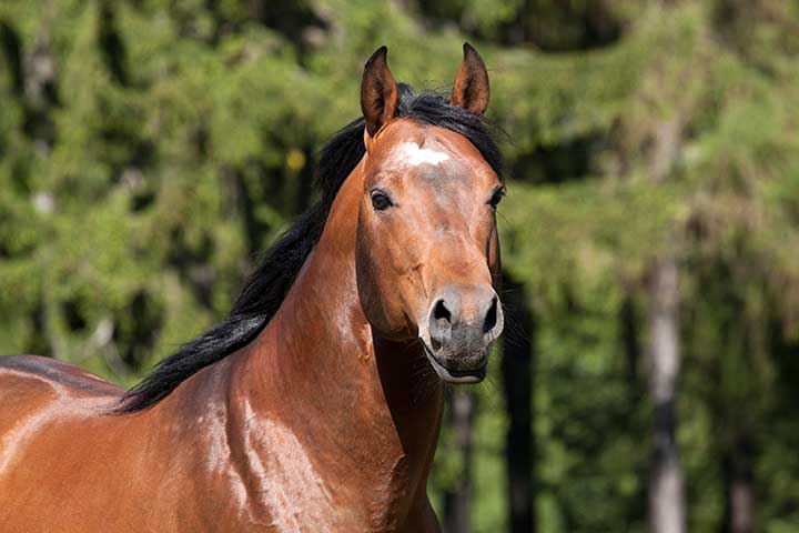 American Quarter Horse