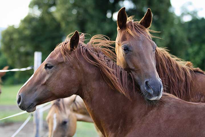 American Quarter Horse