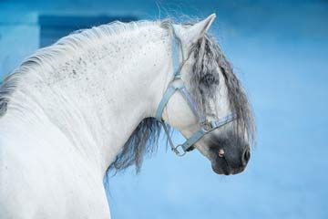 Andalusier hengst m