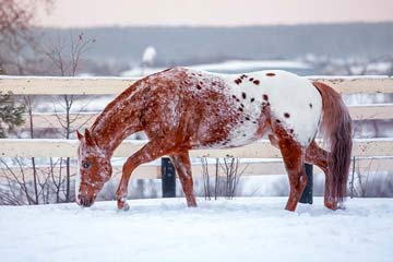 Appaloosa schabrackentiger m