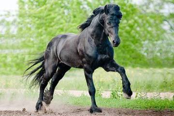 Friese pferd galopp m