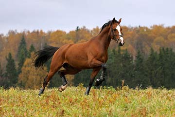 Hannoveraner pferd m
