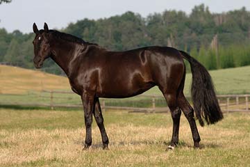 Holsteiner pferd m