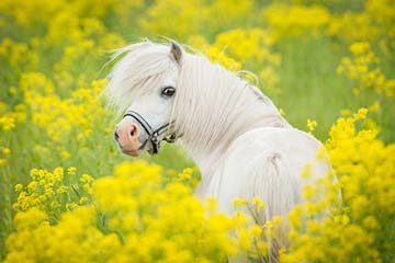 Shetlandpony steckbrief m