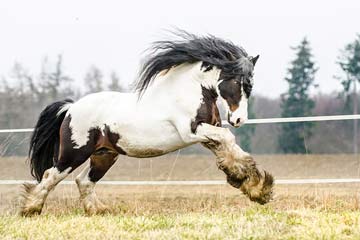 Tinker galopp m