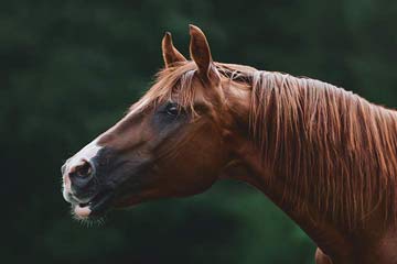 Trakehner m