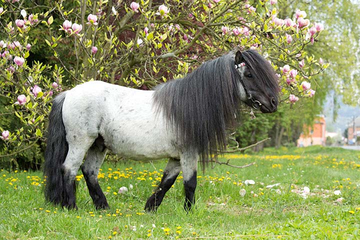 Mini Shetty Pferd