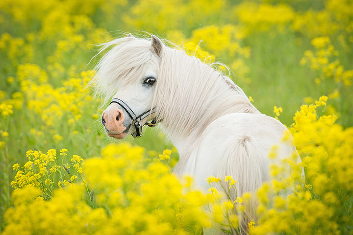 Shetlandpony