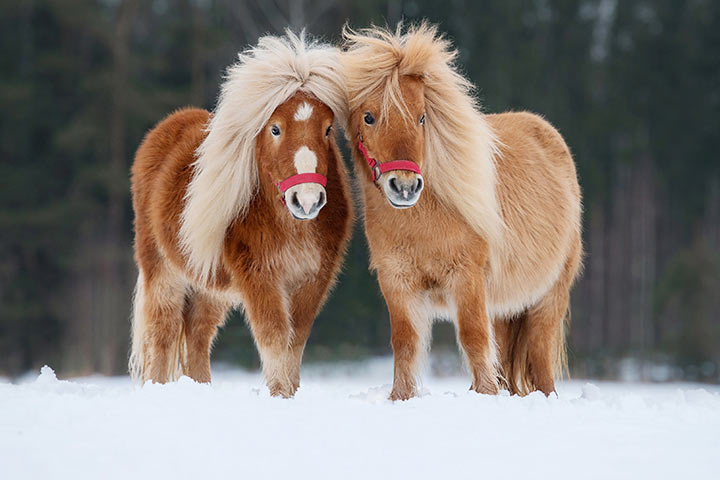 Shetlandpony