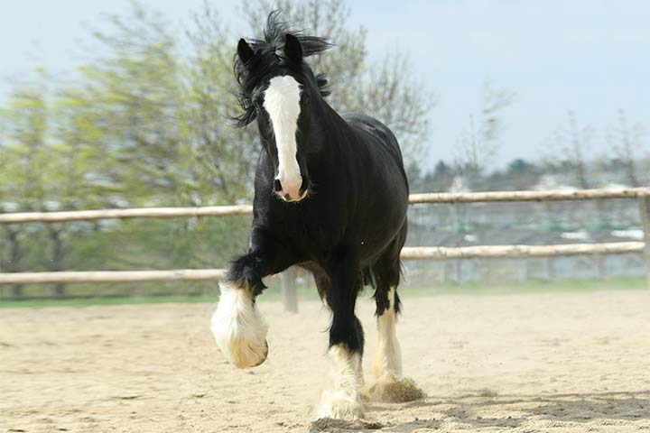 Shire Horse