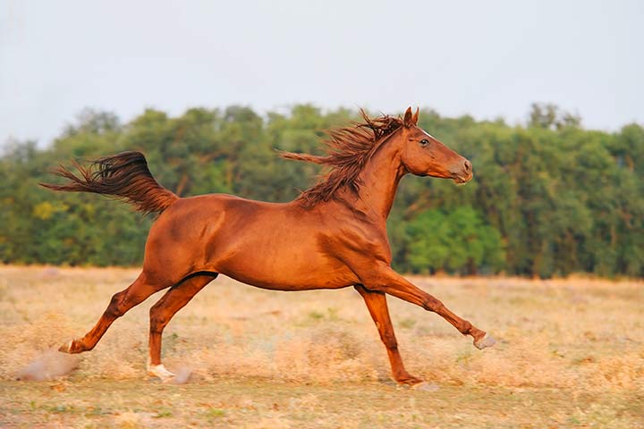 Trakehner