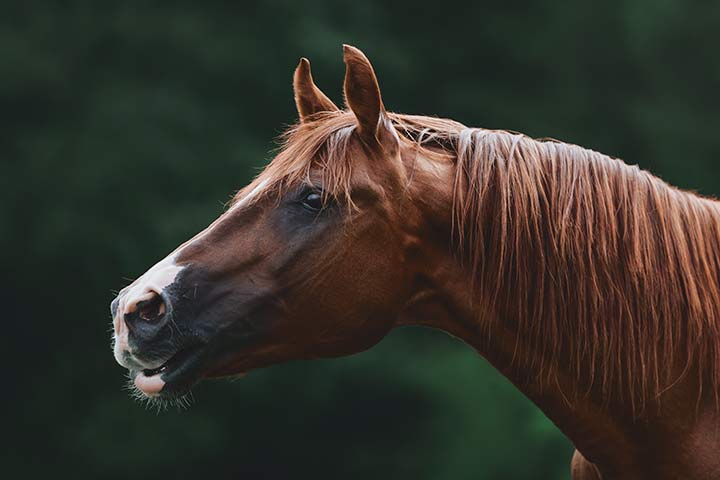 Trakehner