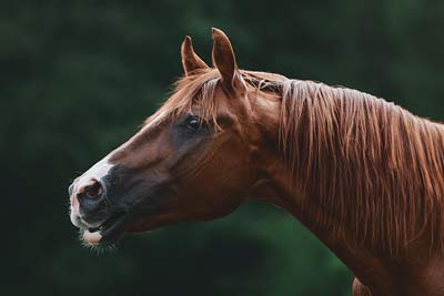 Trakehner