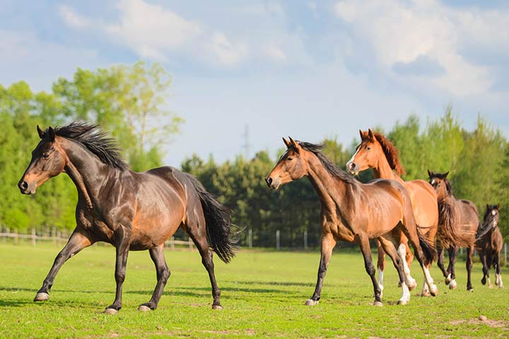 Trakehner