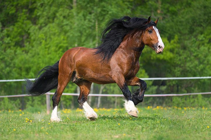 Pferd Kaltblut Kaufen