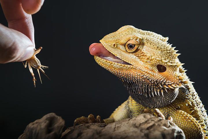 Bartagame als Haustier » Alles über Haltung, Futter, Terrarium - Bartagame Fuetterung L