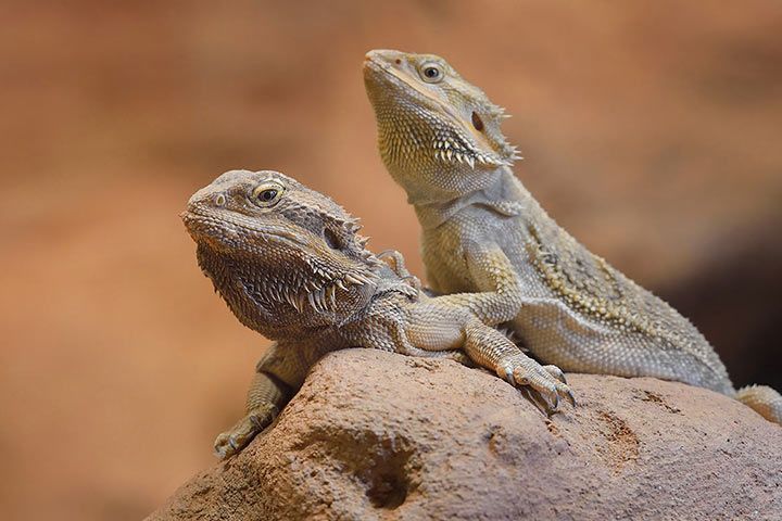 Bartagame als Haustier » Alles über Haltung, Futter, Terrarium - Bartagamen L