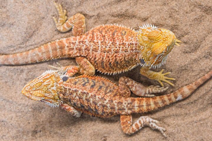 Bartagame als Haustier » Alles über Haltung, Futter, Terrarium - Bartagamen Reptilien L