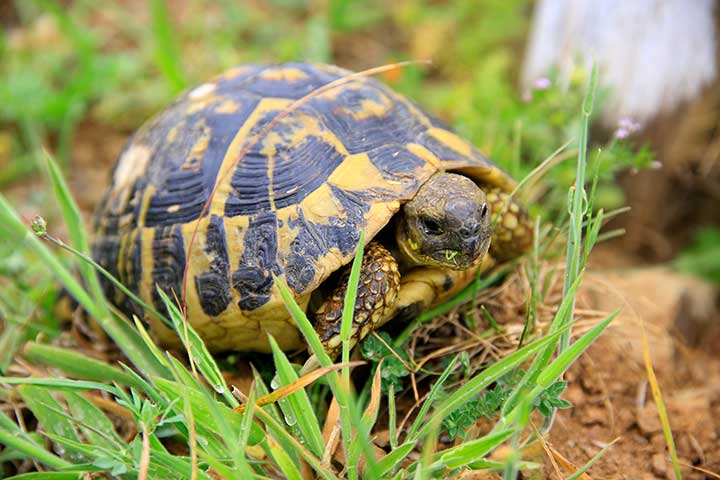 Griechische Landschildkröte