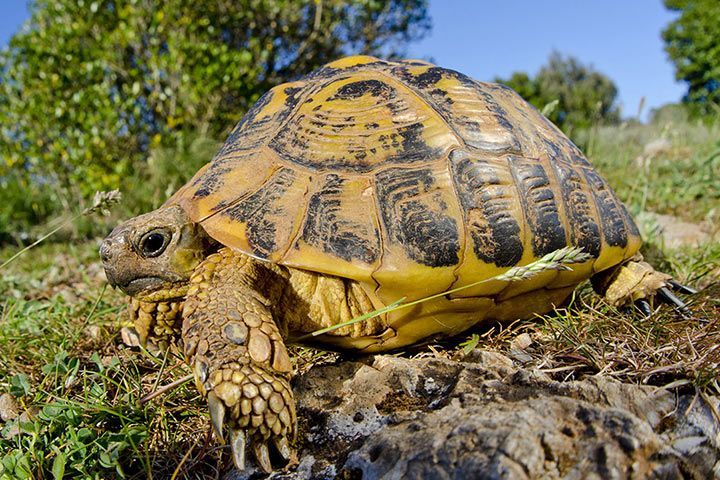 Griechische Landschildkröte