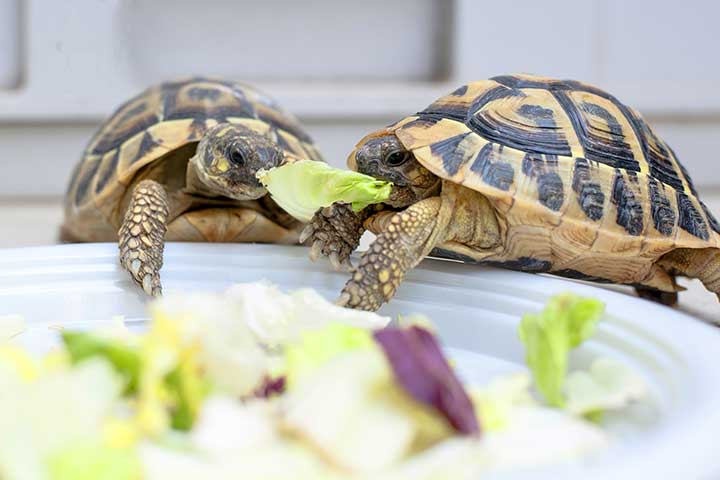 Griechische Landschildkröte