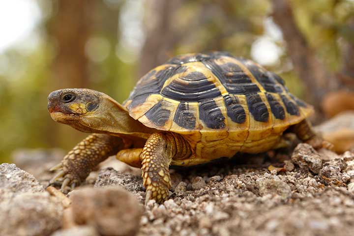 Griechische Landschildkröte