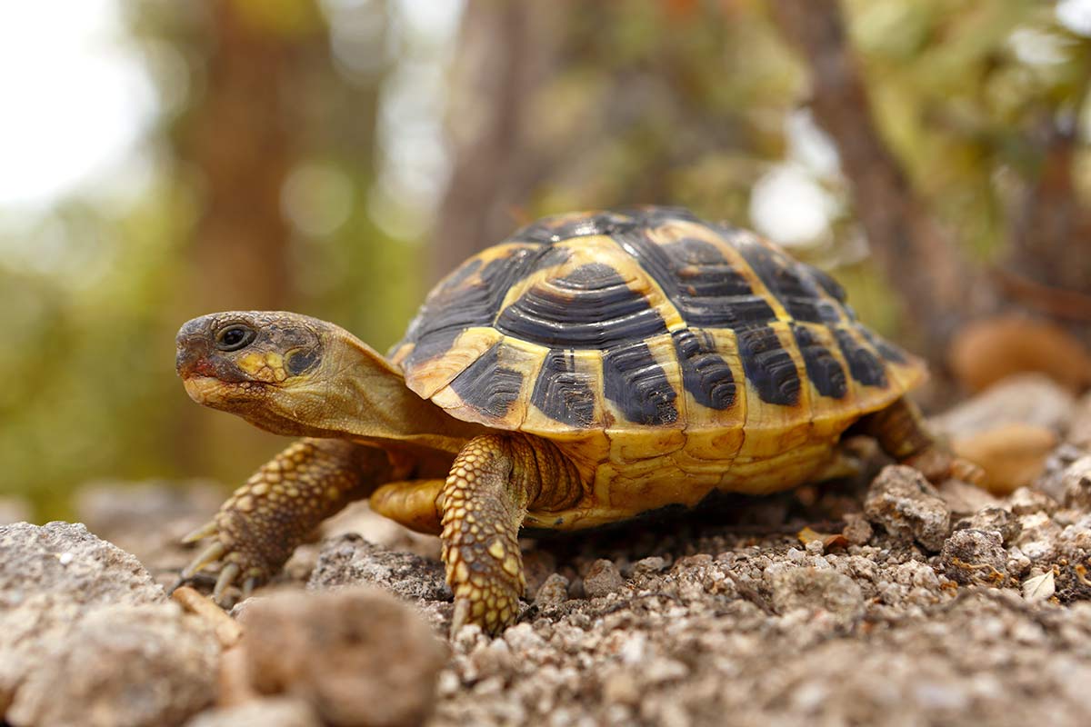 Griechische Landschildkröte