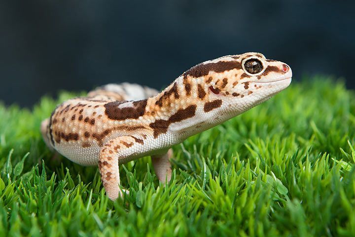 Leopardgecko